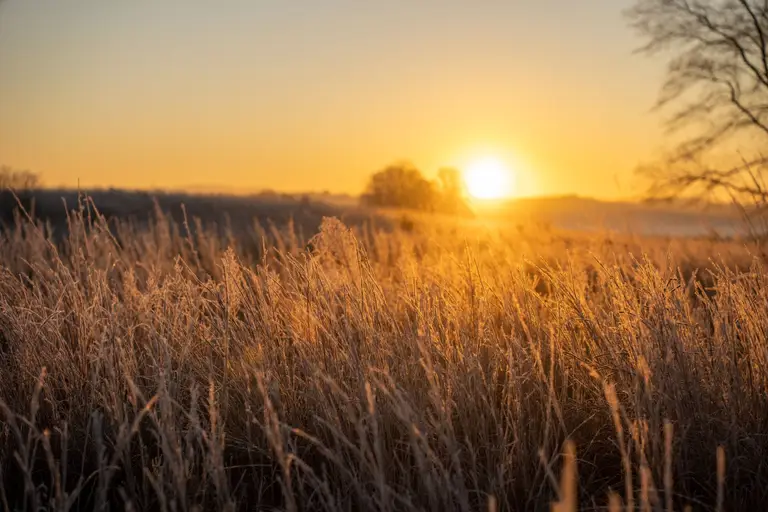 Sonnenaufgang über einem Feld