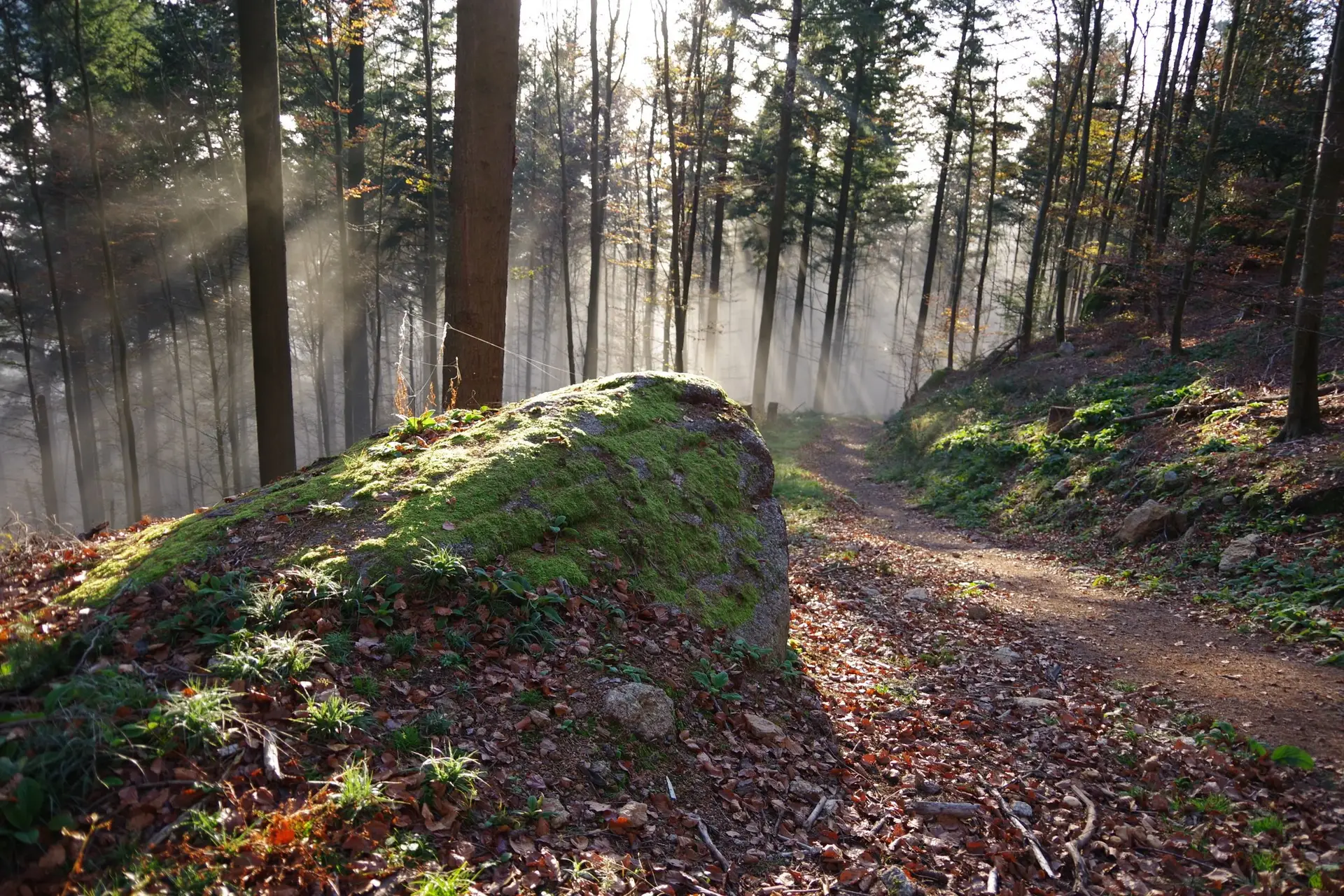 Waldweg im Sonnenlicht