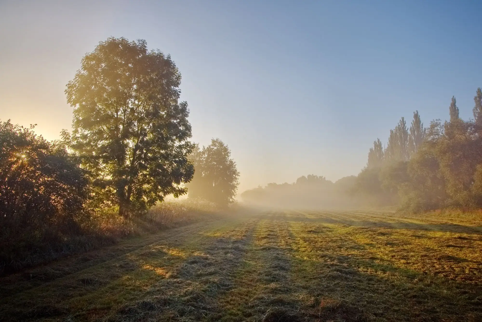 Nebelmorgen auf einer Wiese mit Bäumen