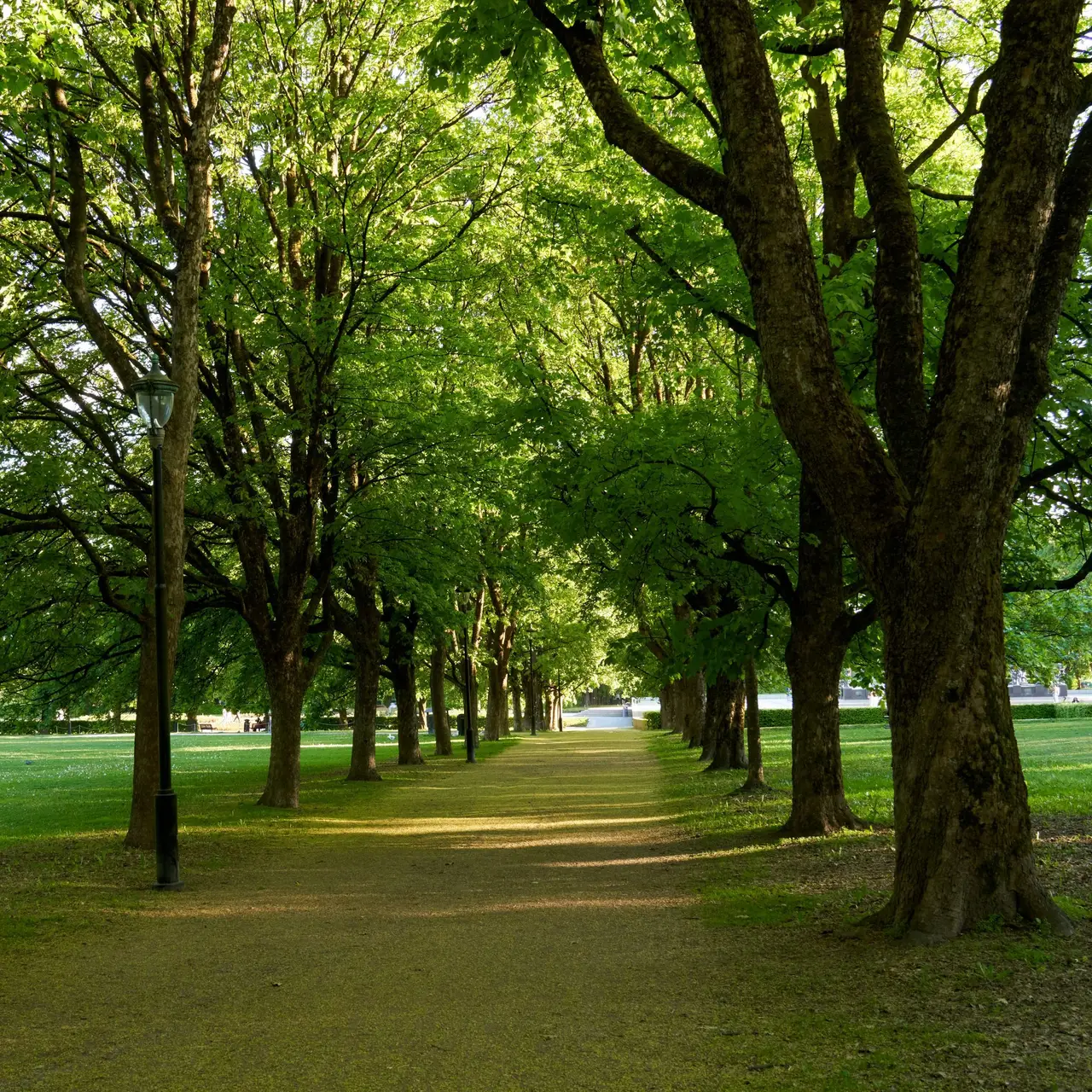 Baumallee mit Weg im Park