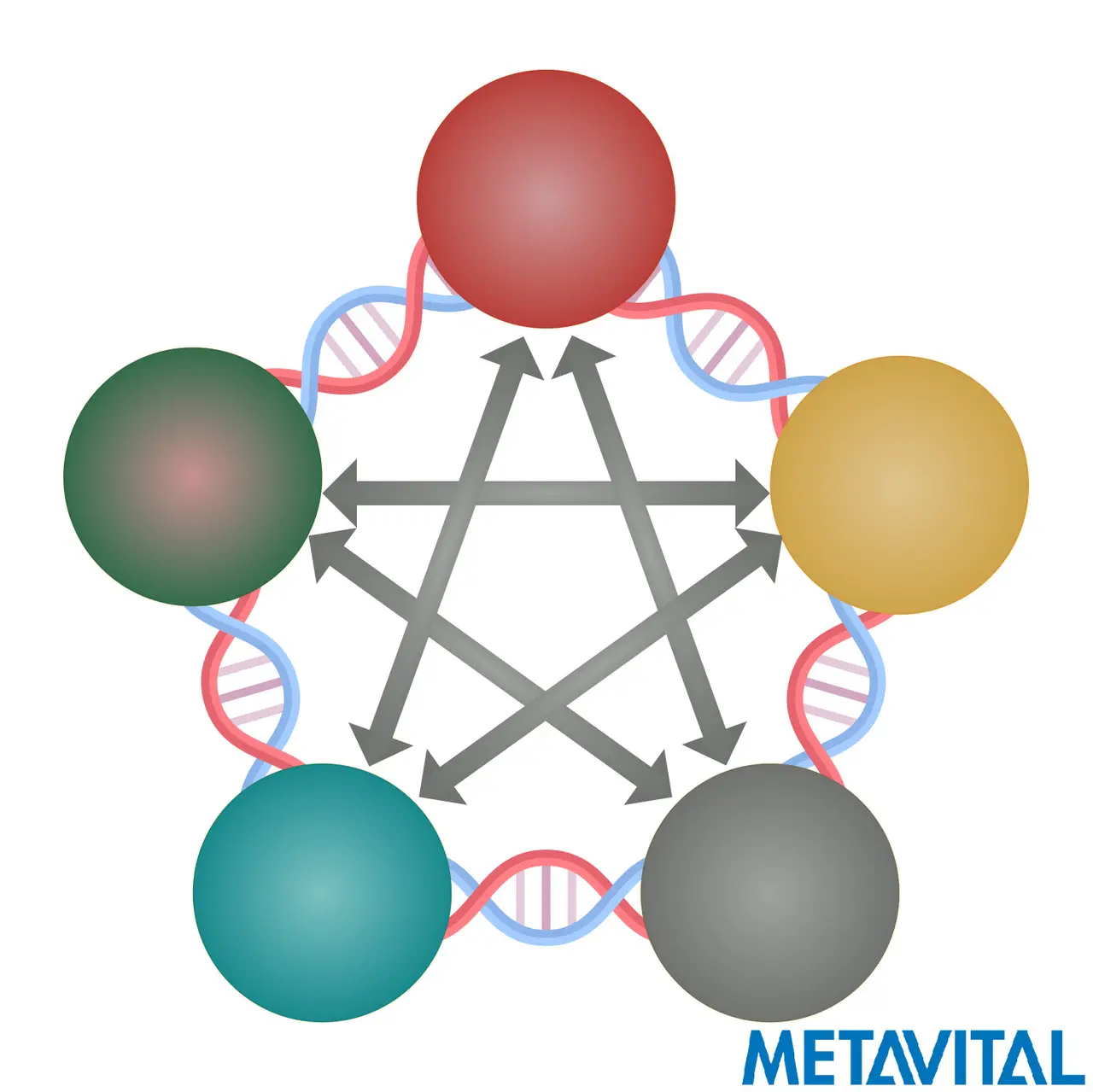 Grafik der MNLS von METAVITAL – fünf farbige Kugeln in Rot, Gold, Grau, Türkis und Grün, verbunden durch Pfeile in Sternform und eine umlaufende Doppelhelix