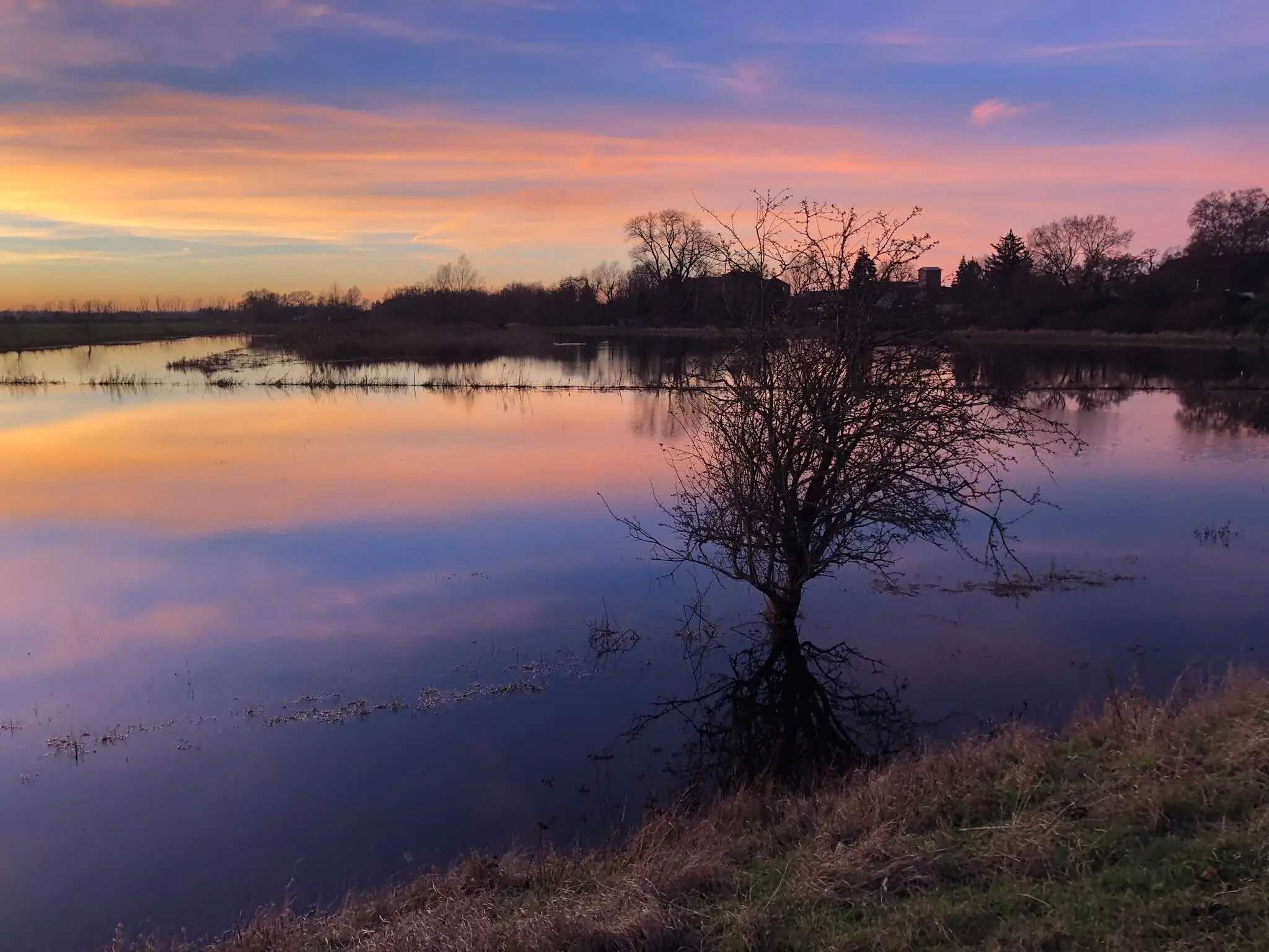 Baum im Hochwasser bei Abendrot